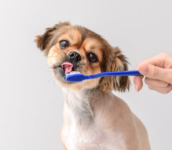 Tandborstning hund - Hur borstar man hundens tänder?