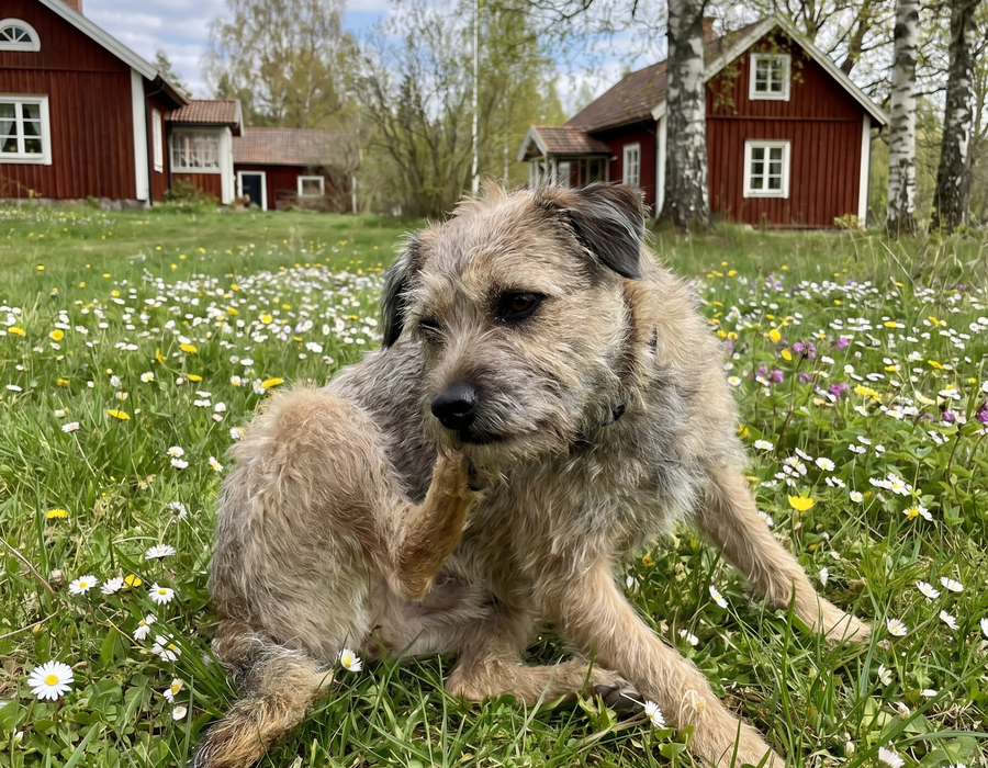 En näringsrik olja för hundar med dessa symptom