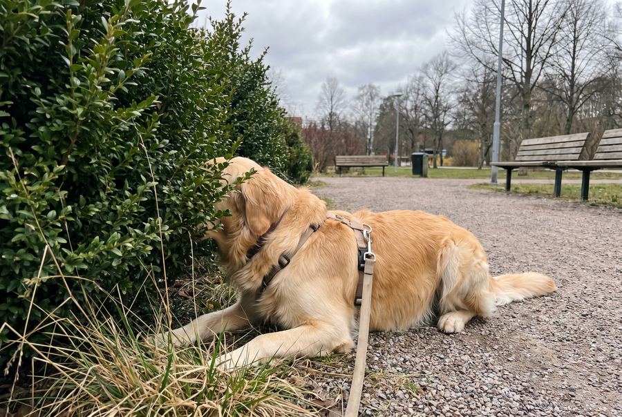 Promenaden blir en promenad – inte gräsvakt